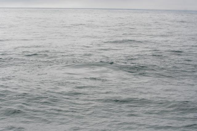 Christmas 2012 - 103 - After the sperm whale dived, Kaikoura