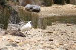 Christmas 2012 - 117 - Royal Spoonbill, Hakana Bay