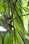 104 - Tamborine National Park - Female Golden Whistler