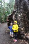 107 - Tamborine National Park - Curtis Falls Track