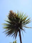 Karori - Plants - Cabbage tree