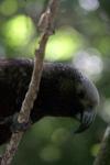 Kapiti Island - 20 - Cheeky Mr Kaka