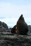 10 - Red Rocks - Pinup seal