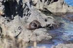 093 - Seal, Kātiki Point