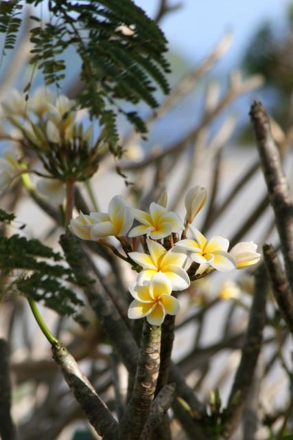 35 - Frangipani flowers