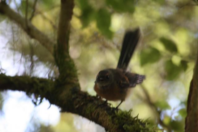 22 - Fantail singing for us