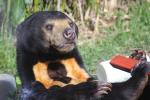 Wellington Zoo 34 - Sun Bear