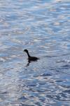 118 - Weweia NZ Dabchick, Kawaha Point Lake Front Reserve