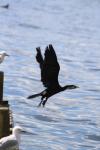 119 - Kawaupaka Little shag, Kawaha Point Lake Front Reserve