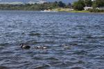 123 - Swans, lake Karapiro