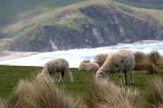 060 - Dunedin - Loversleap track