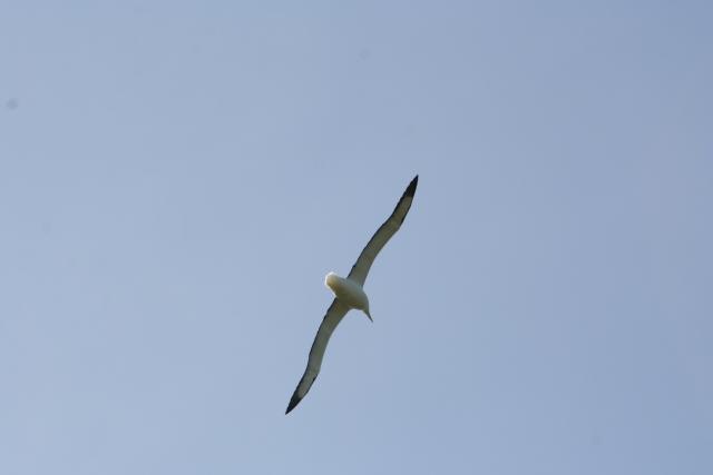 081 - Dunedin - Royal Albatross