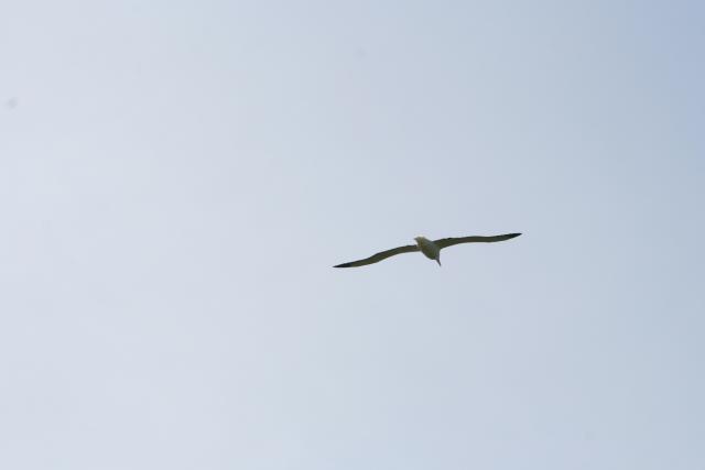 082 - Dunedin - Royal Albatross