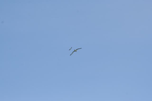 083 - Dunedin - 2 Royal Albatross