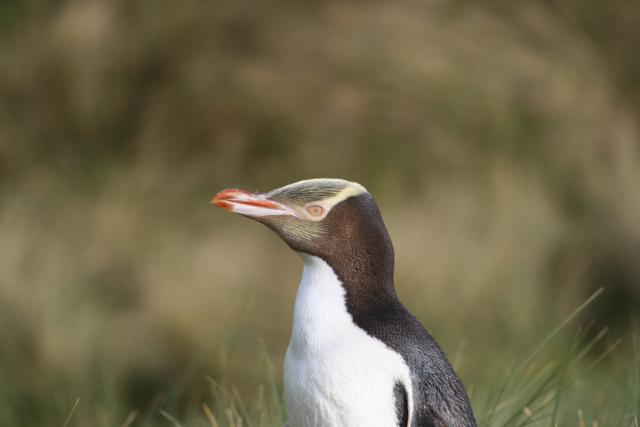 092 - Dunedin - Yellow penguin