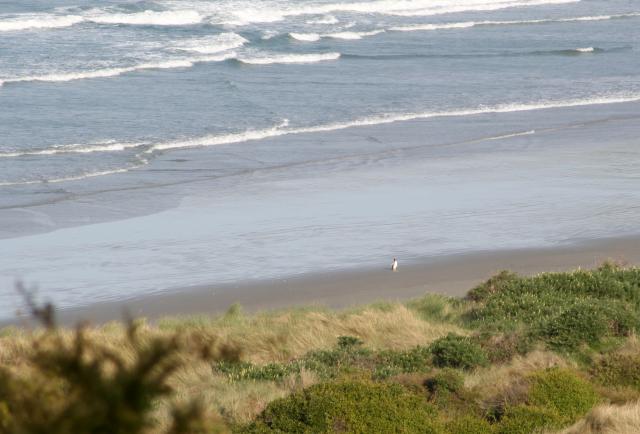 100 - Dunedin - Yellow penguin back from the sea