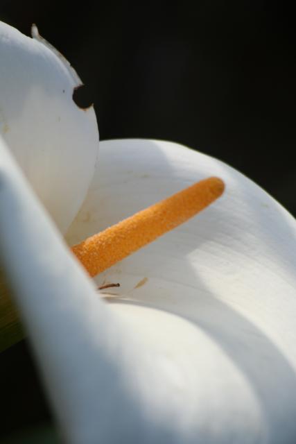 101 - Dunedin - Arum lily
