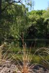 112 - Dunedin - Botanical garden, pond