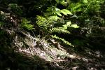 Kapiti Island - Plantes - Fern 1