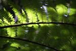 Kapiti Island - Plantes - Fern 4