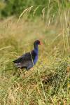 Xmas holidays 08-08 - 003 - Pukeko in Whatamango Bay