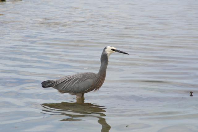 Xmas holidays 08-08 - 023 - Kaikoura - White-faced heron