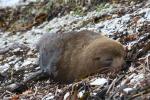 Xmas holidays 08-08 - 026 - Kaikoura Peninsula - Lazy seal