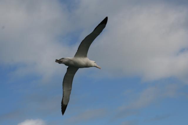 Xmas holidays 08-08 - 030 - Kaikoura - Southern Royal Albatross