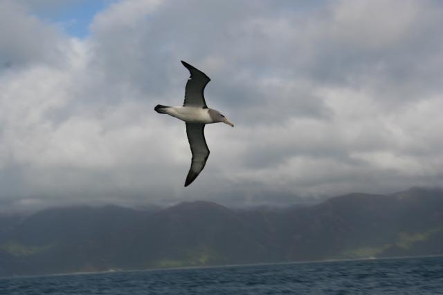 Xmas holidays 08-08 - 032 - Kaikoura -  Buller's Albatross