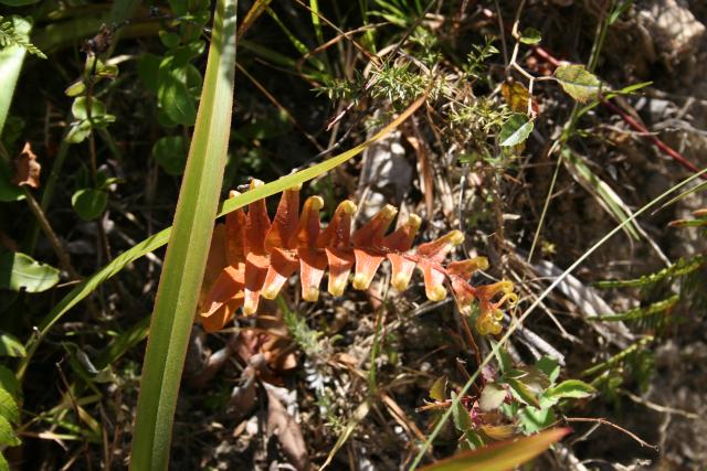 Xmas holidays 08-08 - 042 - Abel Tasman Park - Palm-leaf fern (kiokio, Blechnum novaezelandiae)