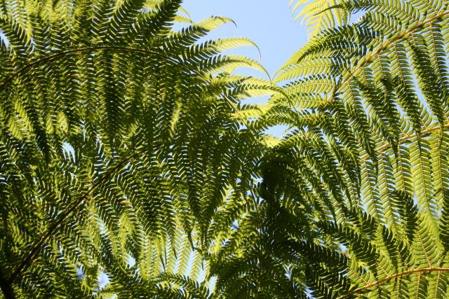 Xmas holidays 08-08 - 044 - Abel Tasman Park - Silver Fern