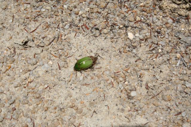 Xmas holidays 08-08 - 053 - Abel Tasman Park - green cockchafer beetle - Anoplostethus laetus