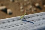 Xmas holidays 08-08 - 060 - Abel Tasman Park - Praying mantis