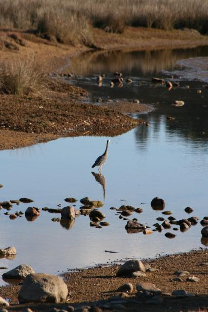 Xmas holidays 08-08 - 061 - Abel Tasman Park - White-faced heron