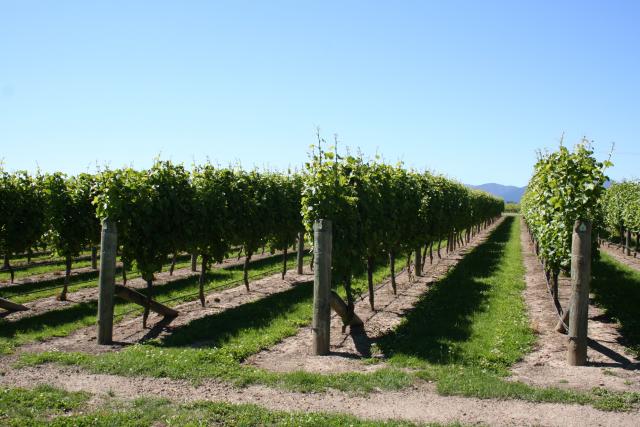 Xmas holidays 08-08 - 067 - Marlbourough - Villa Maria Winery