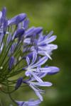 Xmas holidays 08-08 - 081 - Wellington, Botanical Garden - Agapanthus