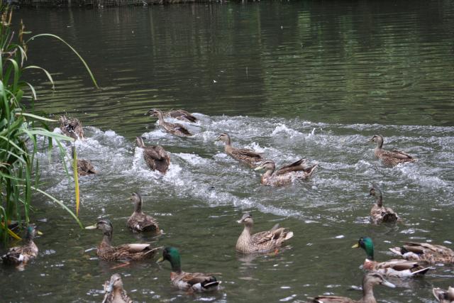 Xmas holidays 08-08 - 085 - Wellington, Botanical Garden - Racing ducks