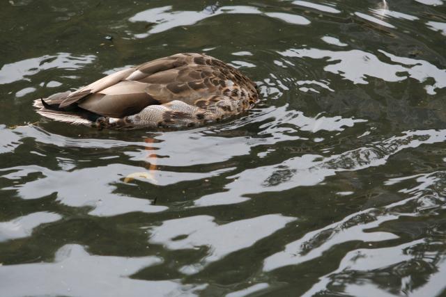 Xmas holidays 08-08 - 087 - Wellington, Botanical Garden - Duck playing hide and seek