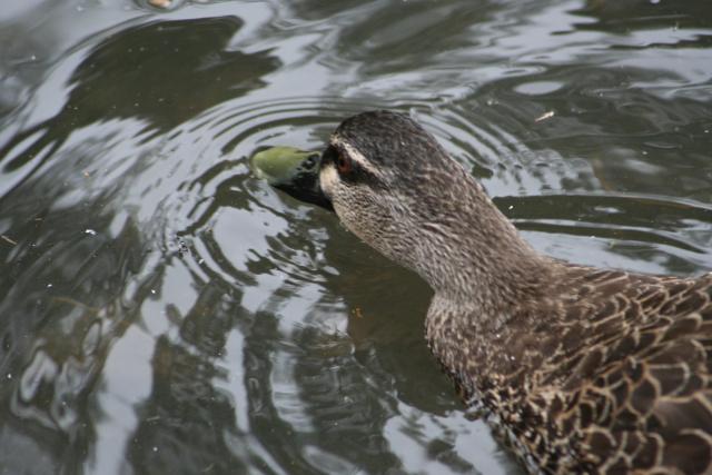 Xmas holidays 08-08 - 088 - Wellington, Botanical Garden - Duck drinking