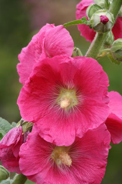 Xmas holidays 08-08 - 091 - Wellington, Botanical Garden - Hollyhock