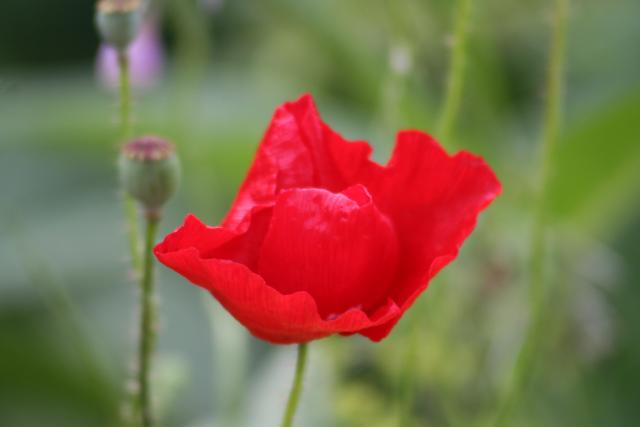 Xmas holidays 08-08 - 092 - Wellington, Botanical Garden - Poppy