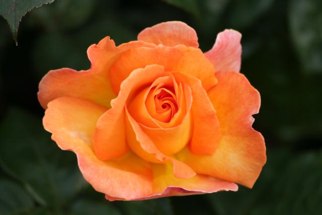 Xmas holidays 08-08 - 095 - Wellington, Botanical Garden - Rose