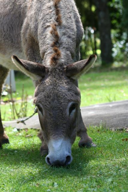 Xmas holidays 08-08 - 120 - Shannon - Owlcatraz - Donkey