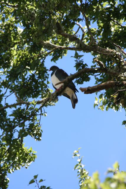 Xmas holidays 08-08 - 126 - Manawatu - Kereru