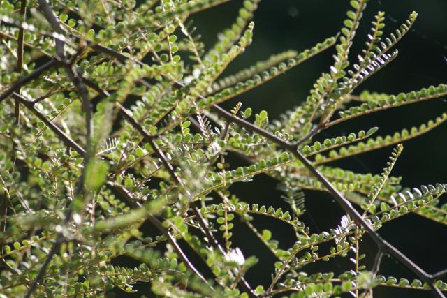 Xmas holidays 08-08 - 136 - Dragon's Gold (Weeping kowhai (sophora microphylla))