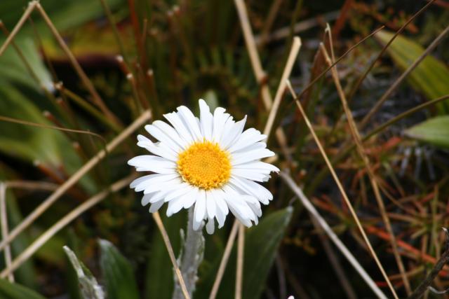 Xmas holidays 08-08 - 156 - Tongariro Crossing - Mountain Daisy