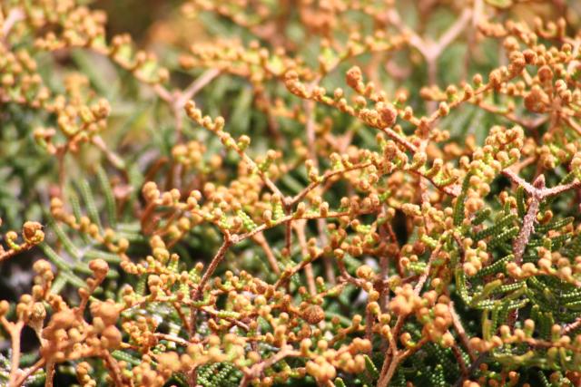 Xmas holidays 08-08 - 157 - Tongariro Crossing - Bracken fern (rarauhe)