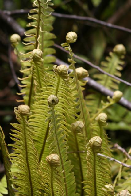 Xmas holidays 08-08 - 158 - Tongariro Crossing - Crown fern (piupiu)