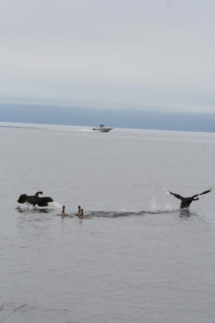 Xmas holidays 08-08 - 169 - Lake Taupo - The Black Swan Family