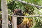 Wellington Zoo - 02 - Spider monkey